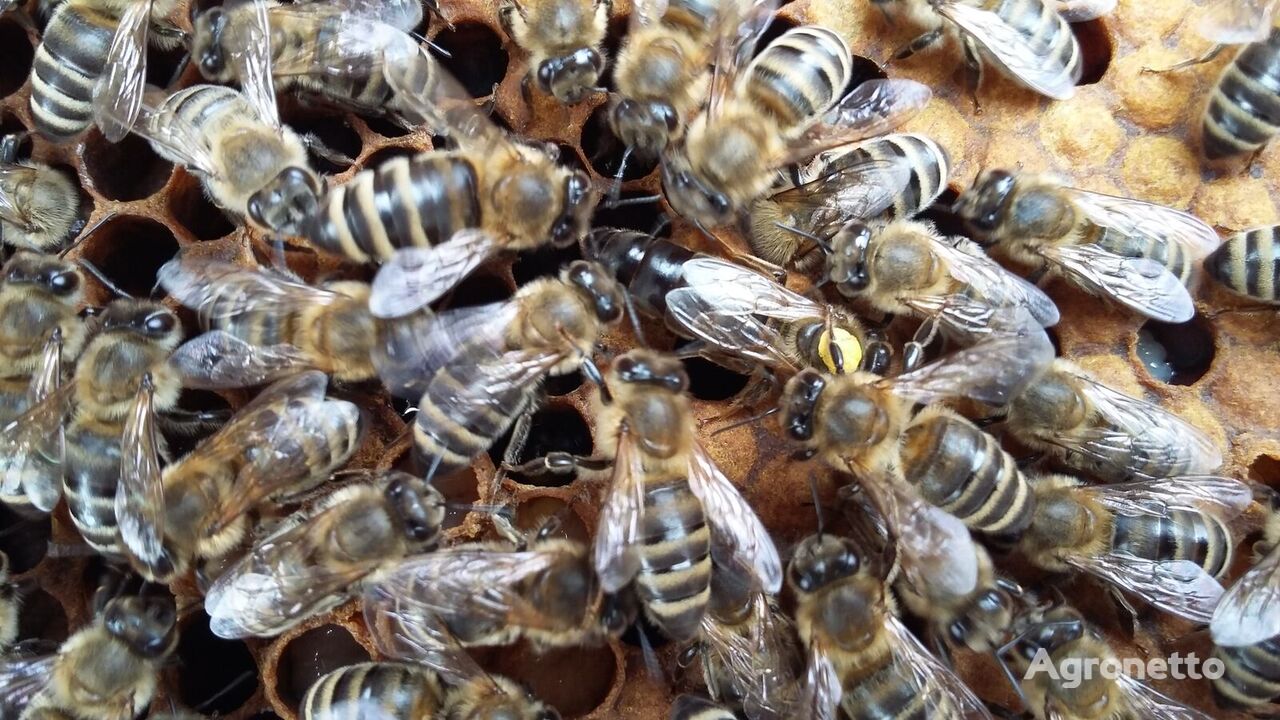 I will sell fertile marked bee queens of the Carpathian breed 2024