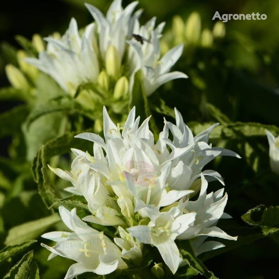 Dzwonek Skupiony Alba Campanula Glomerata flower seedling