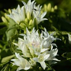 Dzwonek Skupiony Alba Campanula Glomerata flower seedling