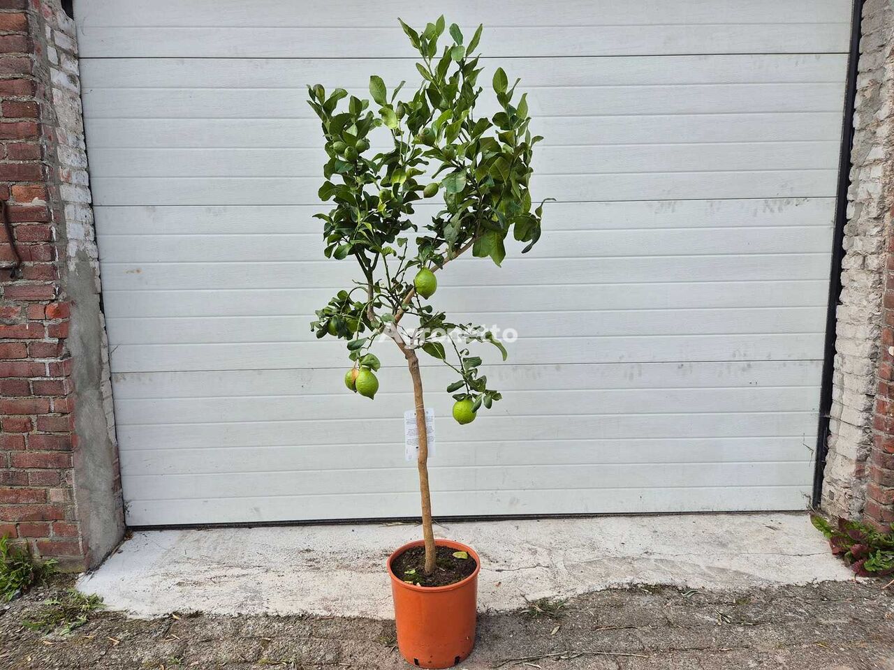 Citroenboom fruit tree sapling