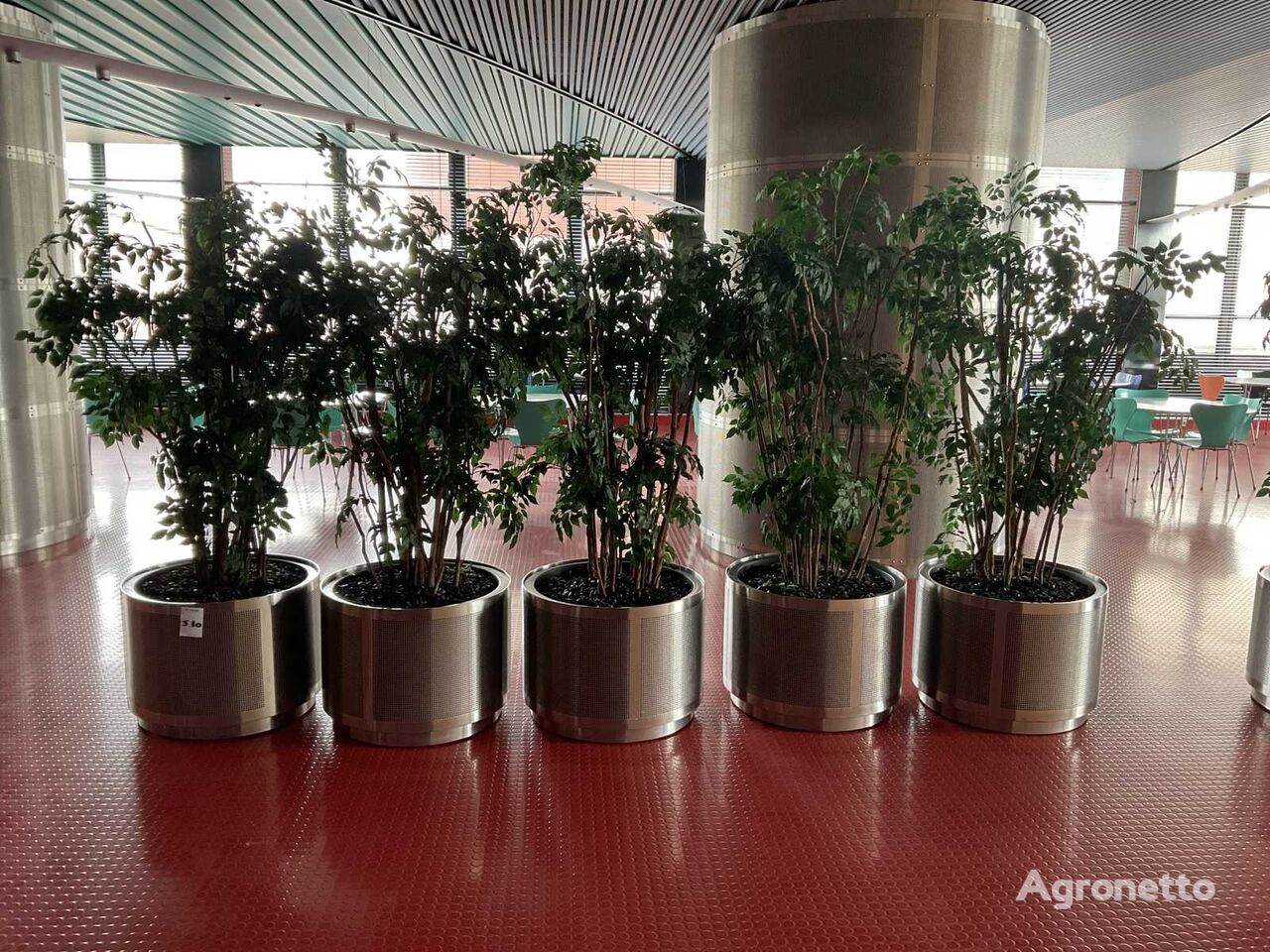 Ficus kunstplant met Rvs verrijdbare pot (5x) ornamental shrub