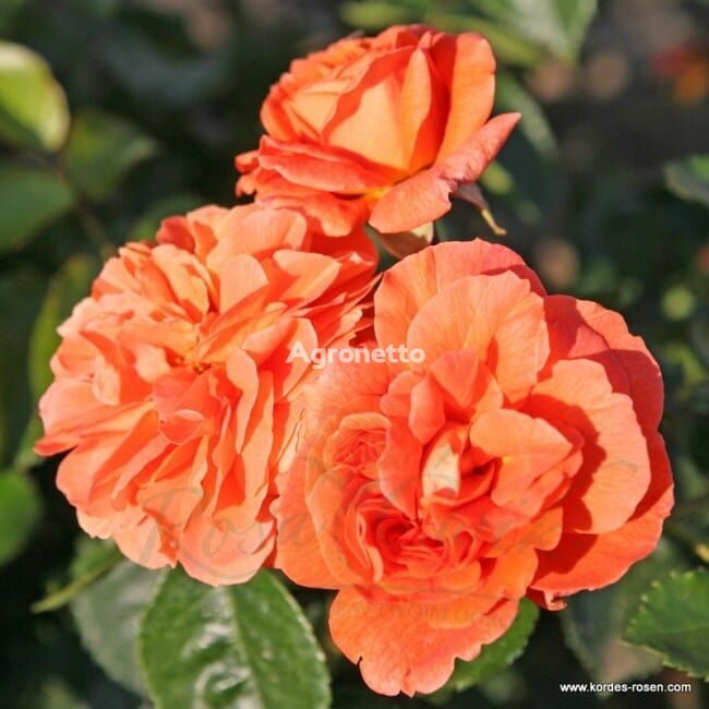 Orangerie® rose