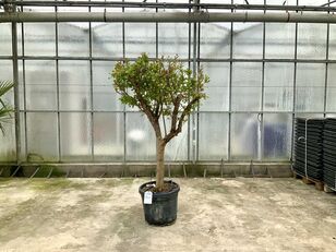 granaatappelboom (Punica Granatum) ornamental shrub