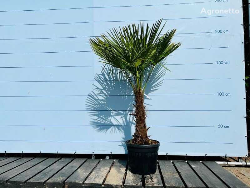 trachycarpus fortunei 190cm incl pot, stamhoogte 60/80cm ornamental shrub