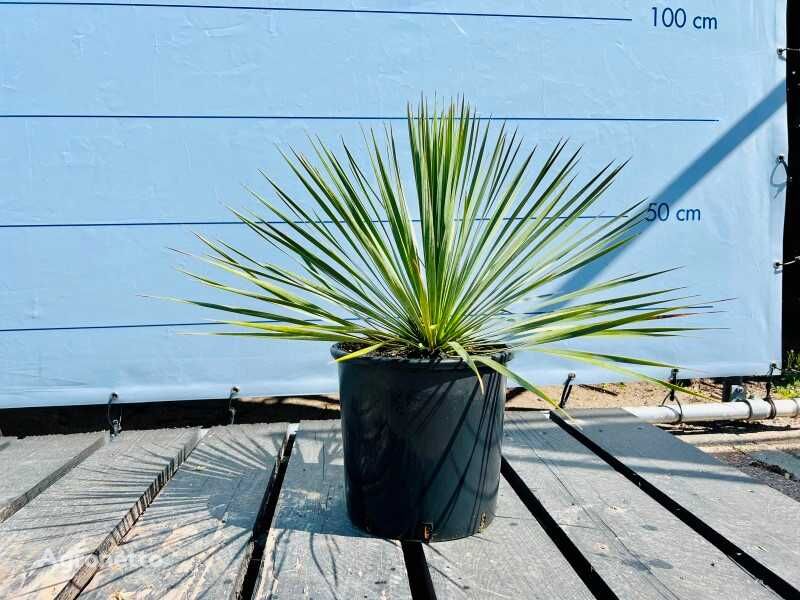 yucca rostrata 70cm ornamental shrub